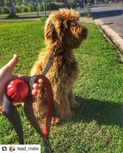 Lead Mate & Leash Bundle - Flat type Lead Mate + Leash